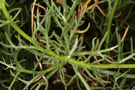 Senecio flaccidus var. monoensis