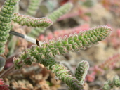 Photo of Ivesia paniculata