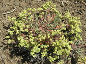 Photo of Ivesia paniculata