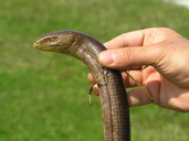 Glass-snake