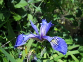 Blue-flag Iris