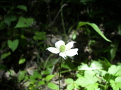 Anemone virginiana var. alba