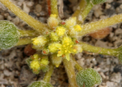 Photo of Goodmania luteola
