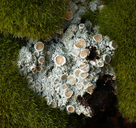 Petaled Shingle Lichen