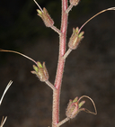 Phacelia campanularia var. vasiformis