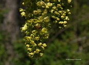 Acer macrophyllum