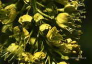 Acer macrophyllum