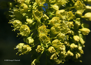 Acer macrophyllum