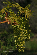 Acer macrophyllum