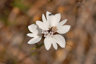 White Rosinweed