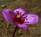 Clarkia gracilis