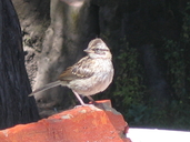 Andean Sparrow