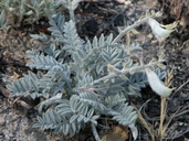 Astragalus leucolobus