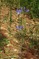 Triteleia laxa
