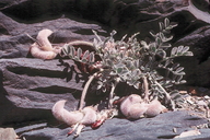 Astragalus coccineus