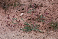 Astragalus malacus