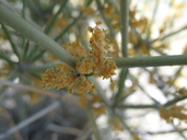 Ephedra nevadensis