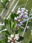 Southern Woolly Leaf Ceanothus