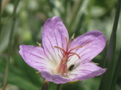 Geranium californicum