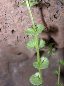 Triodanis perfoliata