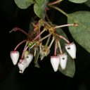 Arctostaphylos viscida ssp. viscida