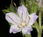 Hydrophyllum occidentale