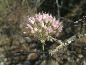 Photo of Allium sanbornii var. congdonii