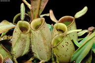 Nepenthes ampullaria