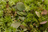 Utricularia amethystina