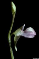 Utricularia uliginosa