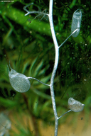 Photo of Utricularia ochroleuca