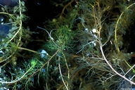 Utricularia geminiscapa