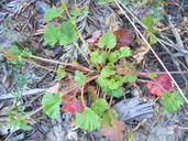 Pelargonium grossularioides