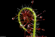 Drosera graminifolia