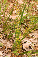 Drosera marchantii ssp. marchantii