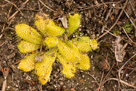Drosera bulbosa ssp. bulbosa