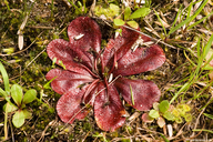 Drosera rosulata