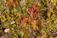 Drosera rosulata