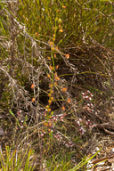 Drosera sulphurea