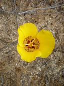 Golden-bowl Mariposa Lily