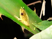 Scinax crospedospilus