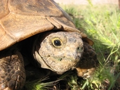 Meditererranean Spur-thighed Tortoise