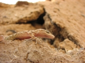 Blanford's Rough Scaled Gecko