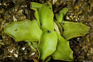 Pinguicula longifolia ssp. caussensis