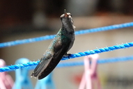 Cynanthus latirostris