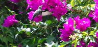 Cynanthus latirostris