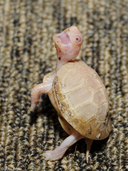 Albino Eastern Box Turtle