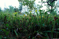 Sarracenia alabamensis ssp. alabamensis
