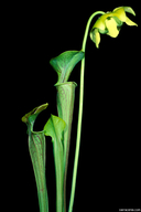 Sarracenia oreophila