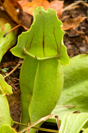 Sarracenia purpurea ssp. venosa